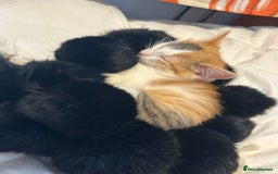 Mixed Breed cats for sale: Kittens looking for a home  - Image 4