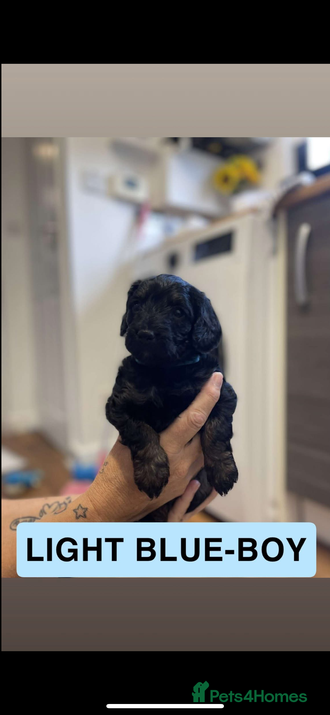 Cockapoo dogs for sale: 🐶ADORABLE F1B COCKAPOOS🐶  - Image 10