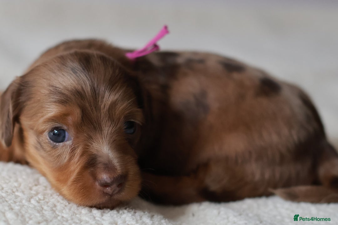 Miniature Dachshund dogs for sale: 5StarsLicensed+LongHaired+KC+PRAClear+VetChecked - Image 21