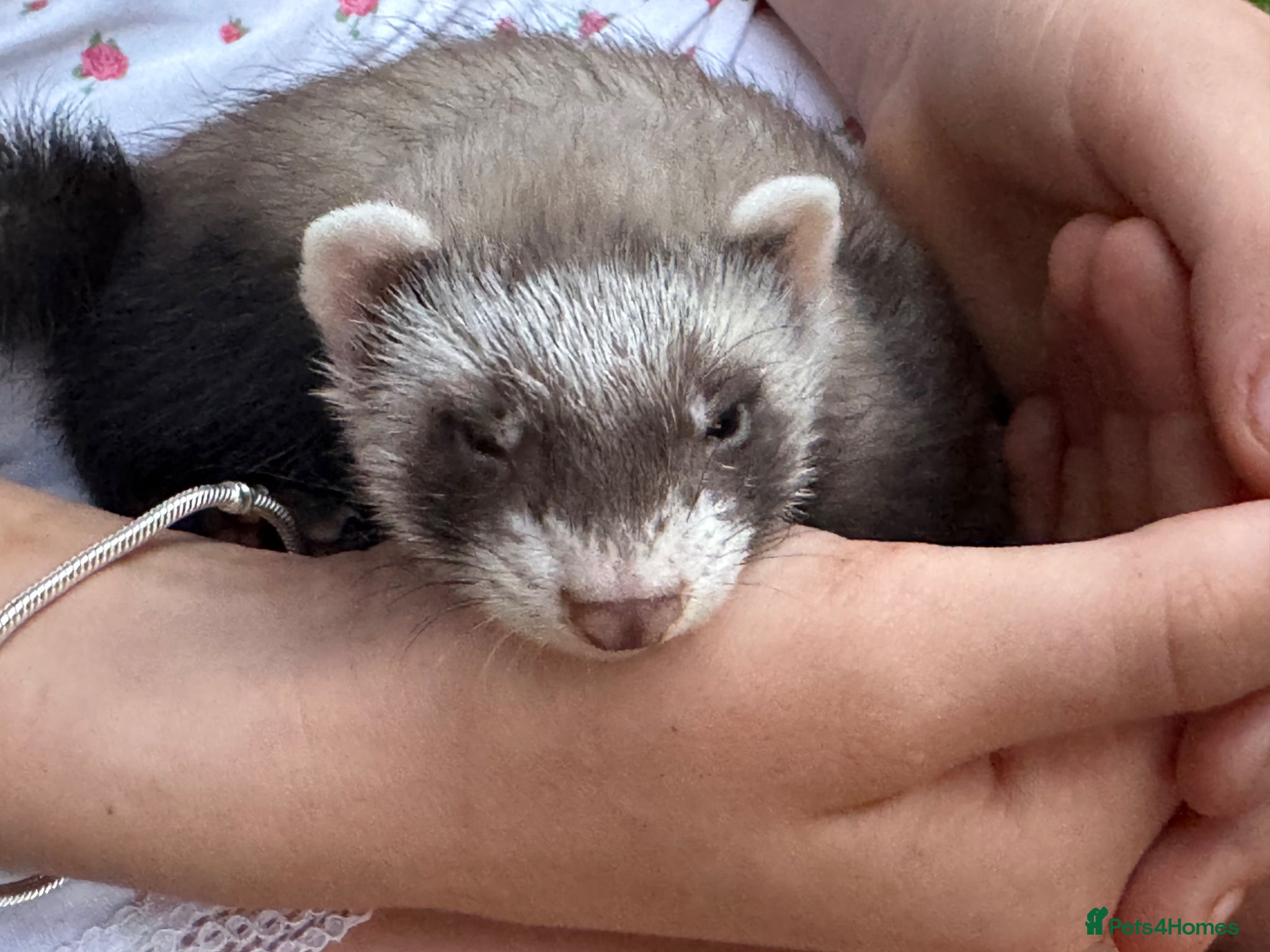 Ferret rodents for sale: Beautiful ferrets 9 weeks old  - Advert 1