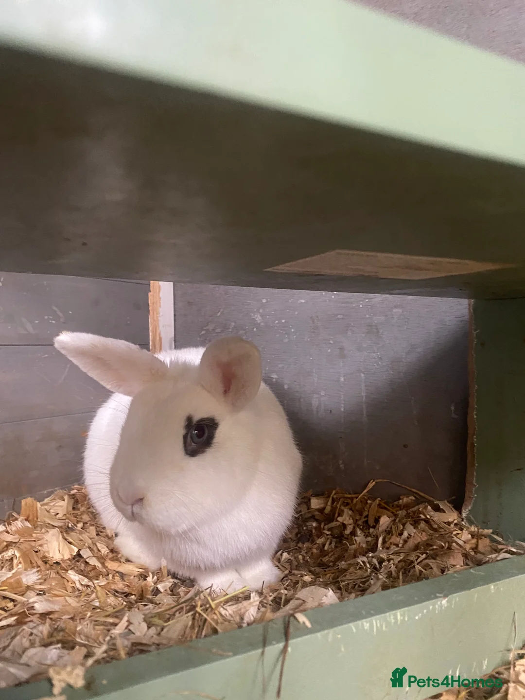 Mixed Breed rabbits for sale: Gorgeous pair of buns - Advert 5