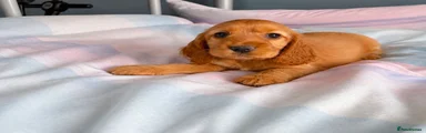 Cocker Spaniel 1
