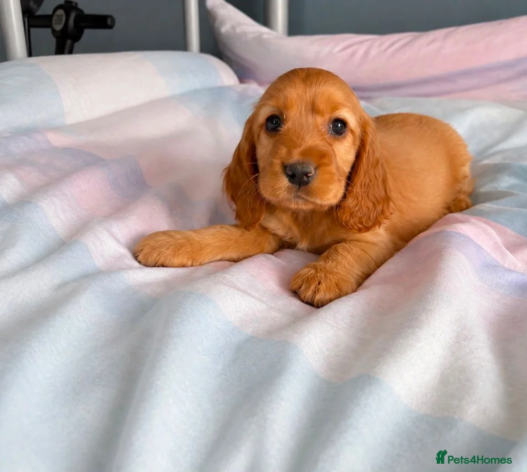 Cocker Spaniel dogs for sale: Cocker spaniel puppies in London - Advert 7