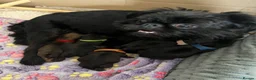 Griffon Bruxellois dogs for sale: KC Brussels Griffon pups for sale to loving homes  - Advert 9