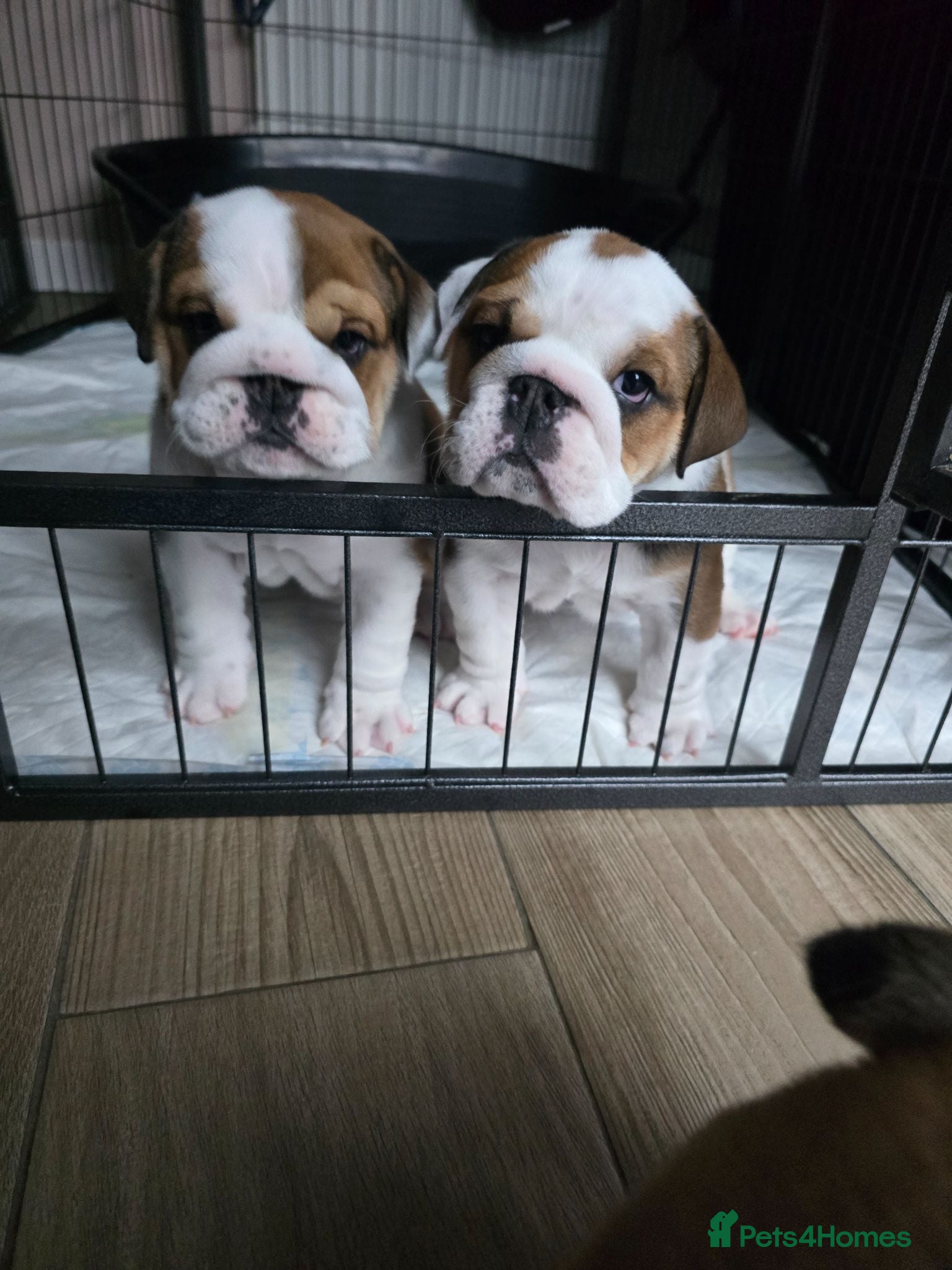 English Bulldog dogs 🐾 Beautiful KC Reg English Bulldog Puppies 🐶 - Advert 3