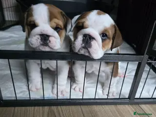 English Bulldog dogs 🐾 Beautiful KC Reg English Bulldog Puppies 🐶 - Advert 3