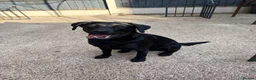 Labrador Retriever dogs for sale: Labrador Retriever Working Line in Doncaster - Advert 3