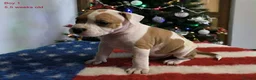 Staffordshire Bull Terrier dogs for sale: ❤️ beautiful Staffordshire puppies 🐶 - Advert 10