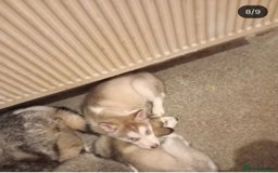Siberian Husky dogs for sale: Siberian huskies  - Image 4