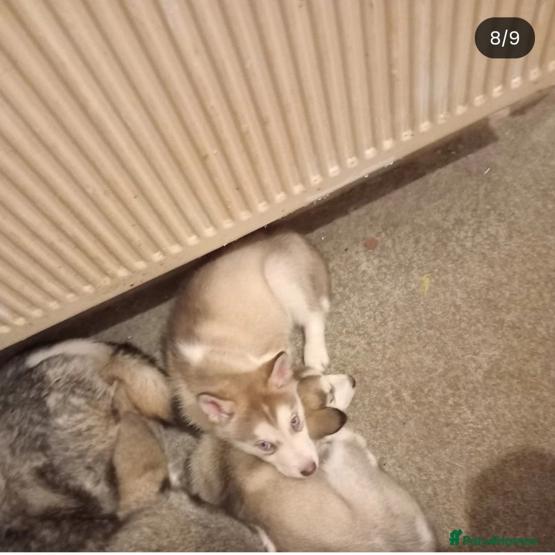 Siberian Husky dogs for sale: Siberian huskies  - Image 4