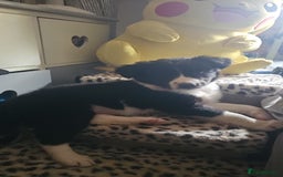 Sprollie dogs for sale: 12 week old sprollie pup  - Image 7