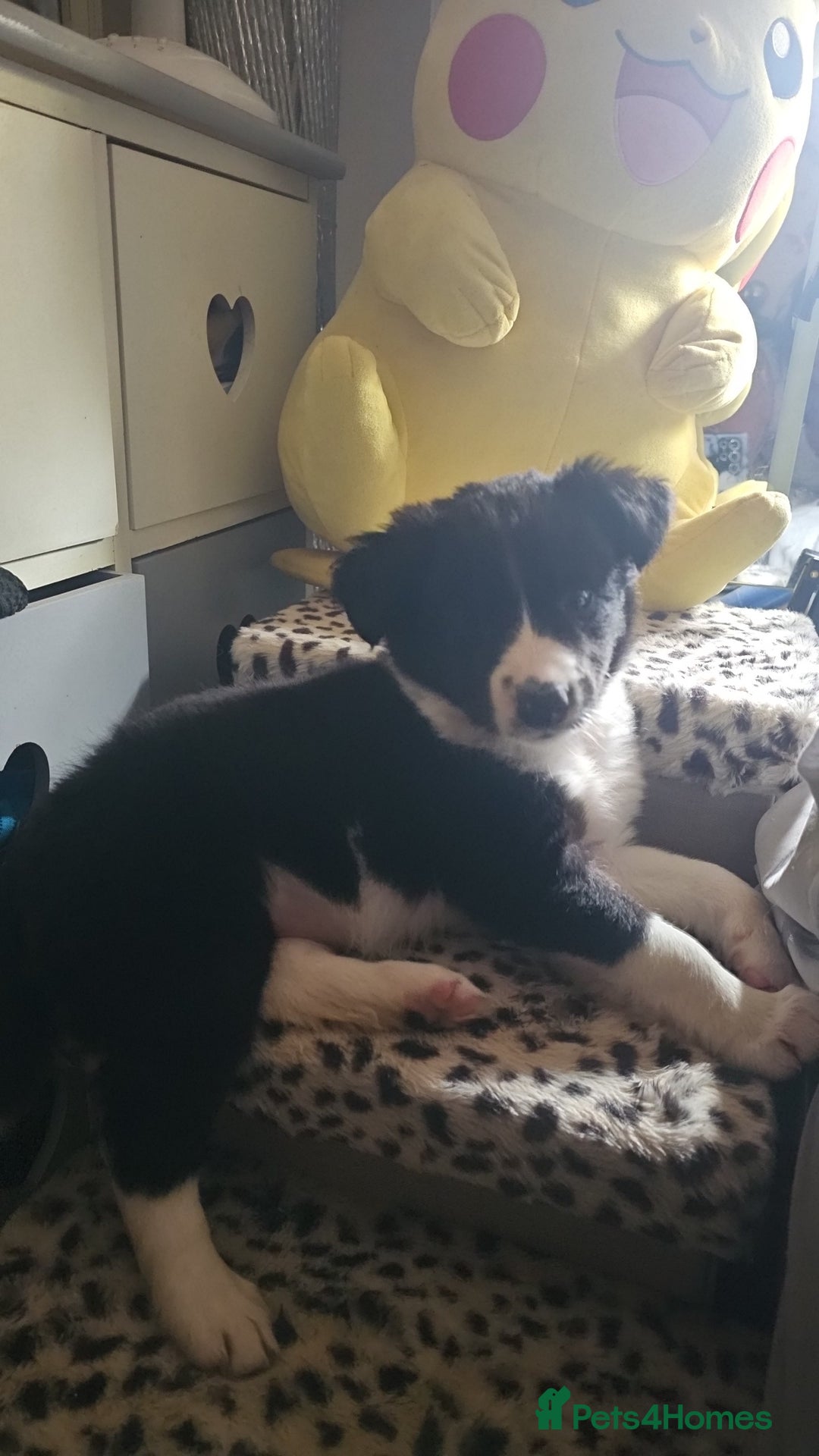 Sprollie dogs for sale: 12 week old sprollie pup  - Image 7