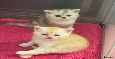 Scottish Fold cats - Advert 3