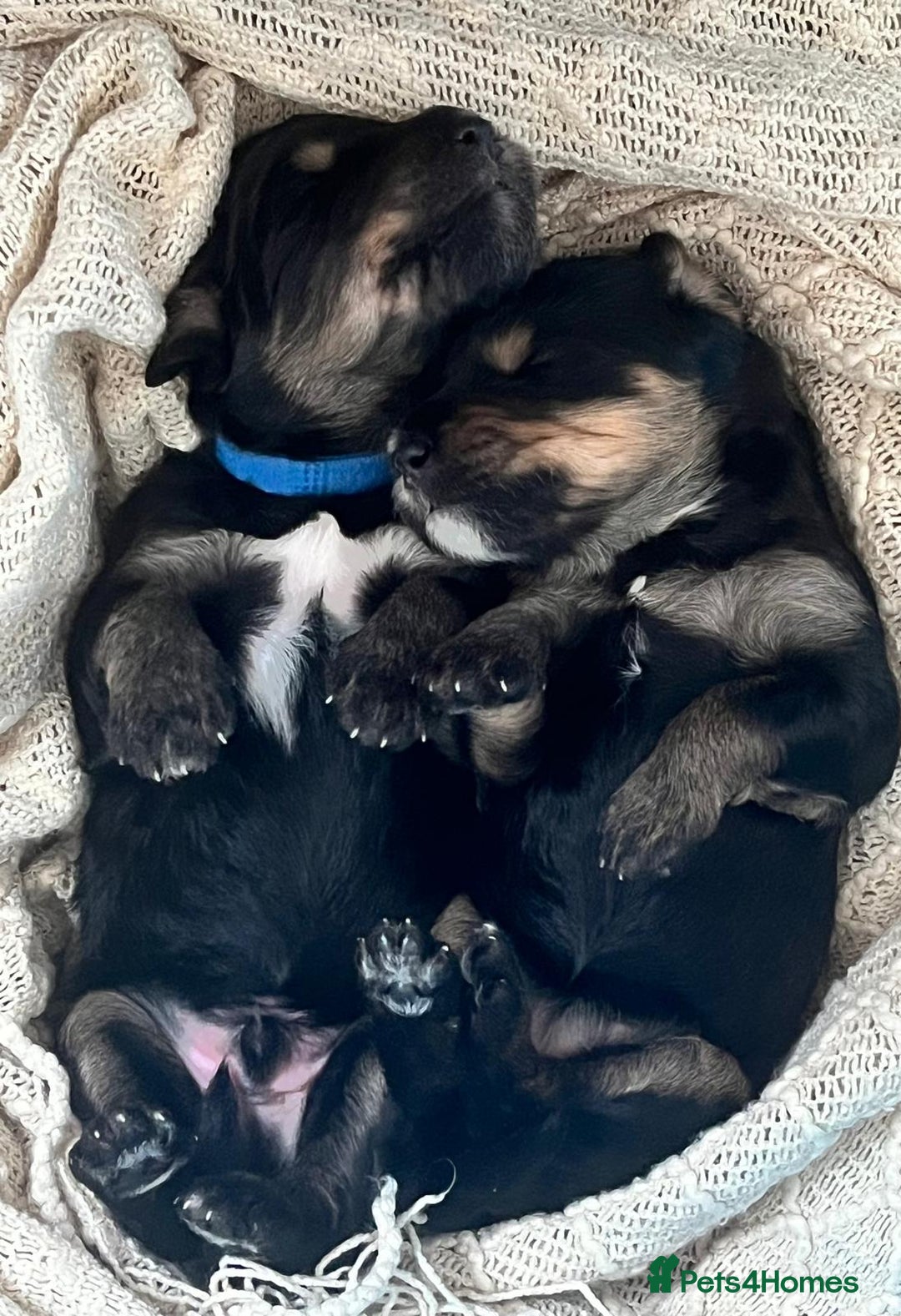 Bernedoodle dogs for sale: Exceptional F1 Bernedoodle Puppies - Advert 9