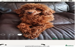 Labradoodle dogs for sale: Miniature labradoodles  - Image 2