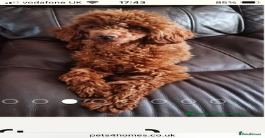 Labradoodle dogs - Advert 10