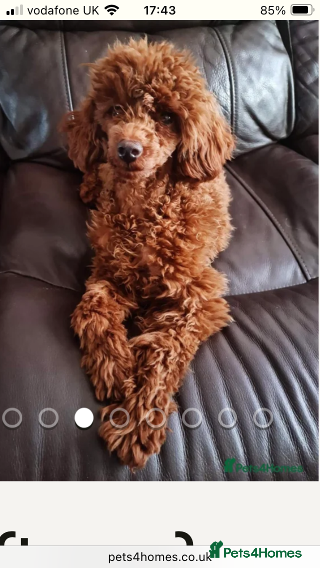 Labradoodle dogs for sale: Miniature labradoodles  - Image 2