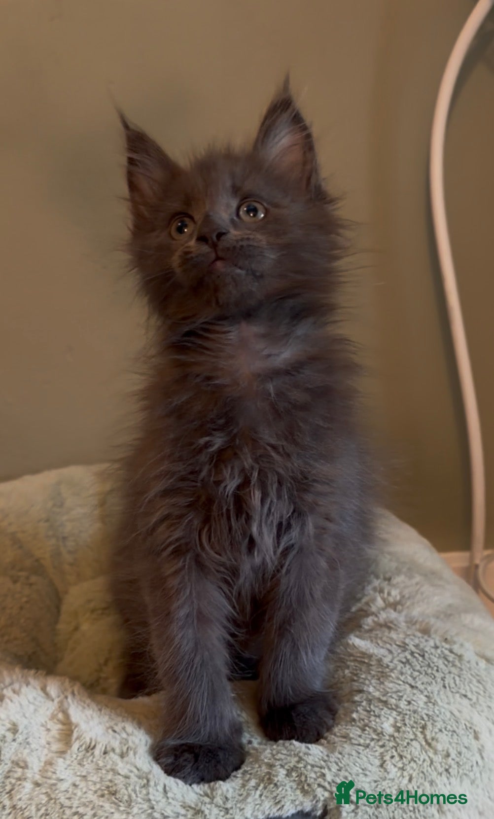 Maine Coon cats Beautiful pedigree Maine Coon kittens READY NOW - Advert 2