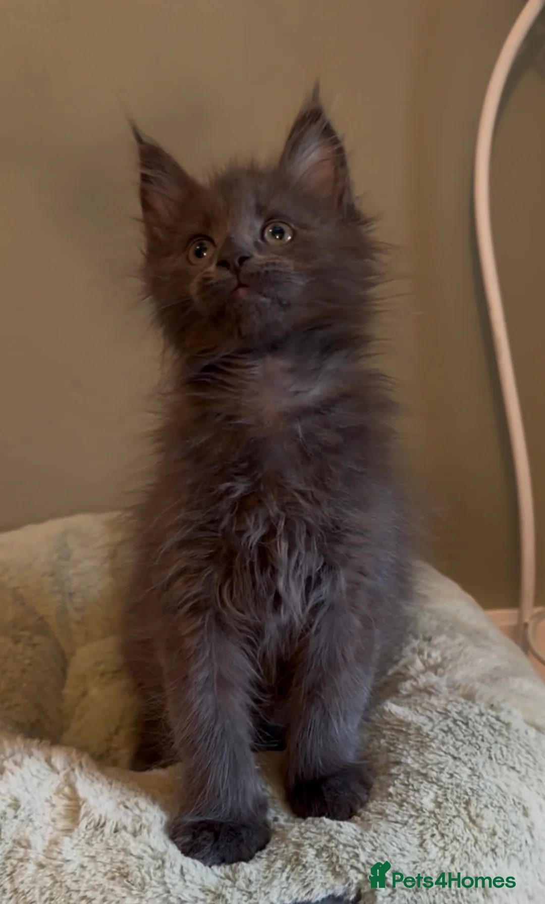 Maine Coon cats for sale: Beautiful pedigree Maine Coon kittens READY NOW - Advert 2