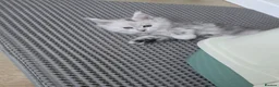 Maine Coon cats for sale: 🐾 Maine Coon Kittens Looking for Loving Homes 🐾 - Advert 10