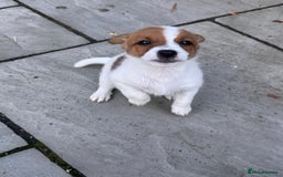 Jack Russell dogs for sale: Jack Russle puppies  - Image 4