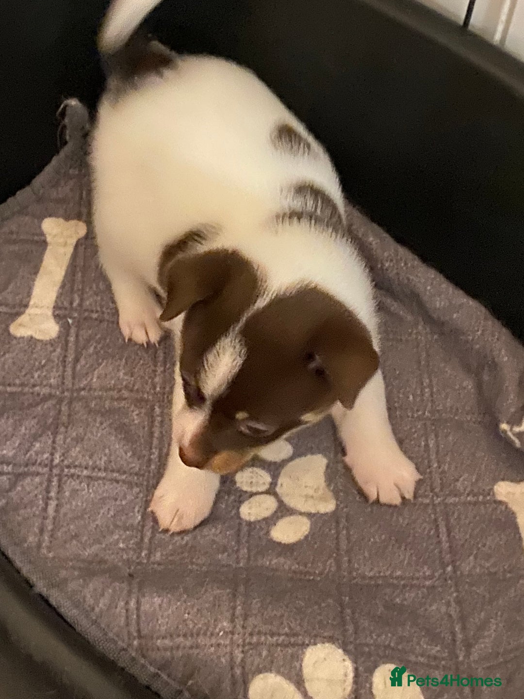 Pomchi dogs for sale: Male pomchi puppy  - Advert 4