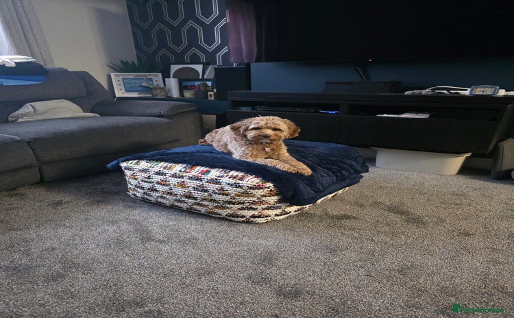 Cavapoo dogs Cavapoo Nova  - Advert 4