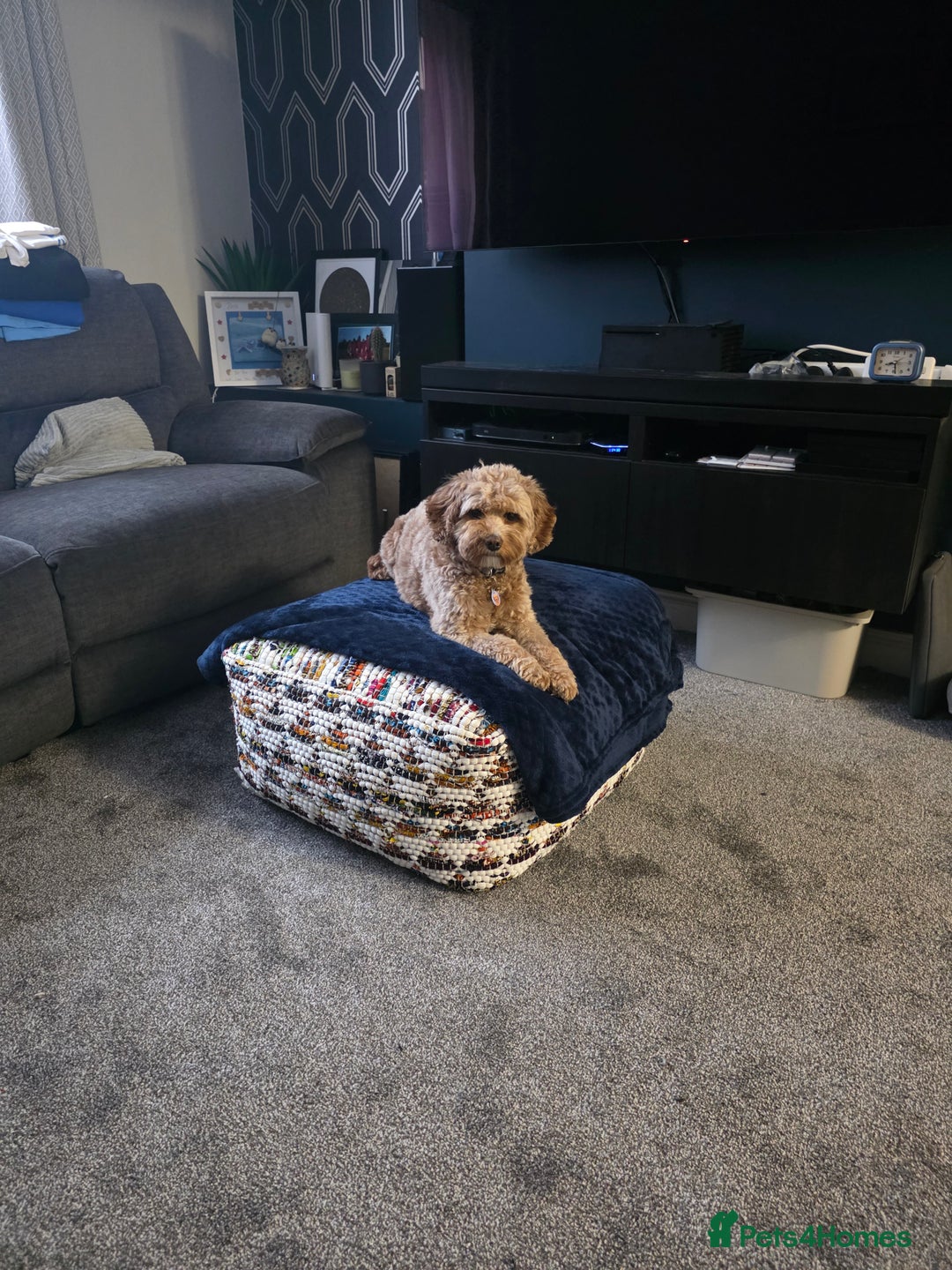 Cavapoo dogs for sale: Cavapoo Nova  - Advert 1