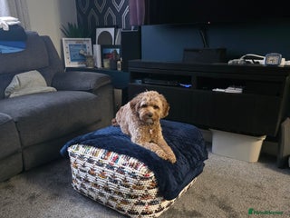 Cavapoo dogs Cavapoo Nova - Advert 1