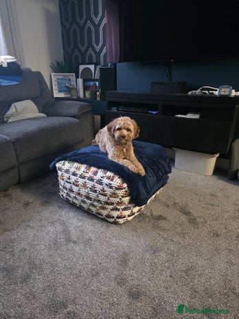 Cavapoo dogs Cavapoo Nova - Advert 12