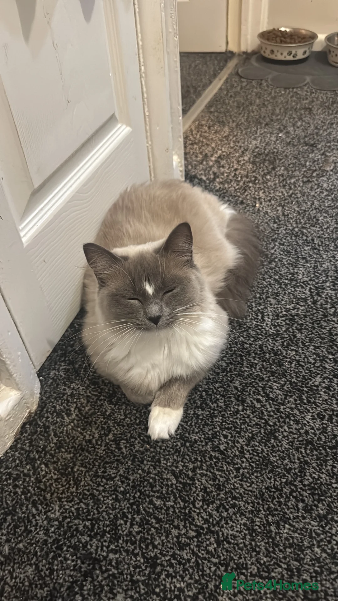 Ragdoll cats for sale: Tica Blue Mink Mitted and Seal colourpoint Kittens - Advert 2