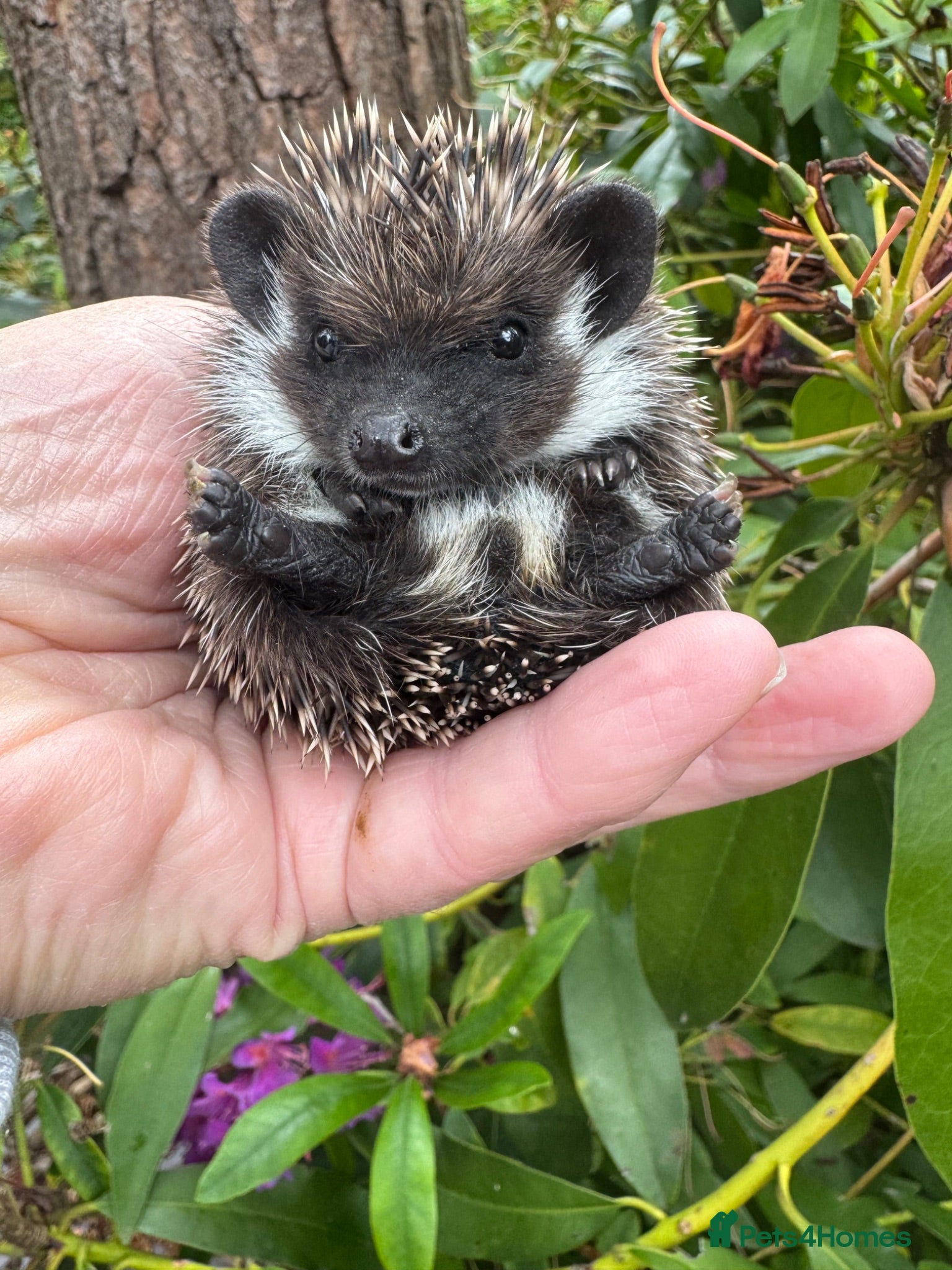 Pygmy Hedgehog rodents 8 week hoglets READY  with/ without set up  - Advert 2