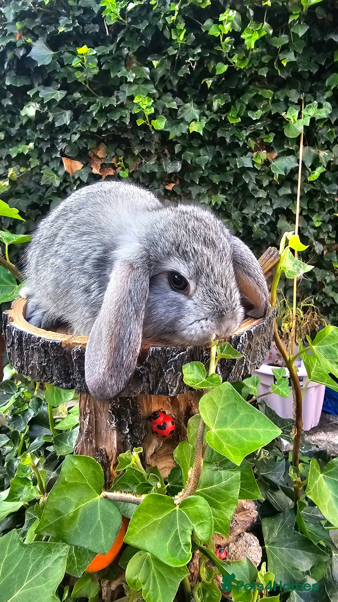 French Lop rabbits for sale: French Lop Bunnies 🐰  - Image 8