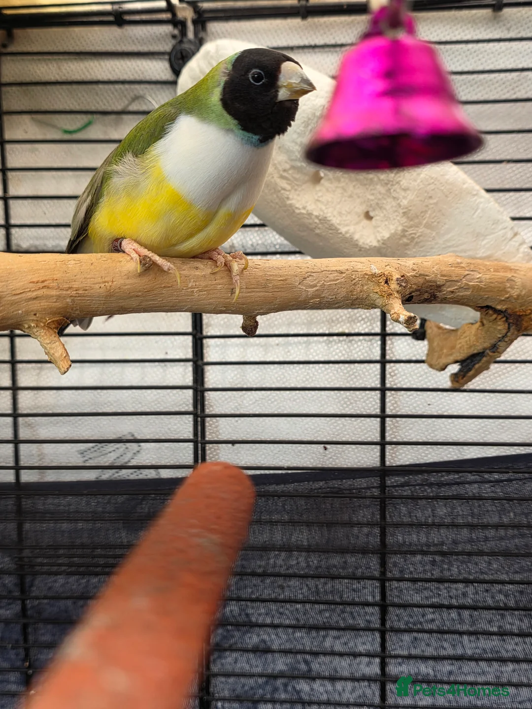 Budgerigars birds for sale: Budgies and guliden finch  - Advert 4