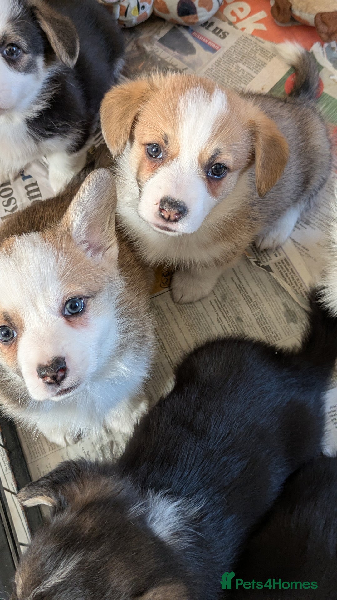 Welsh Corgi Pembroke dogs for sale: Well bred pembs pups DNA clear DM,eic, Vwd ,pra - Image 4