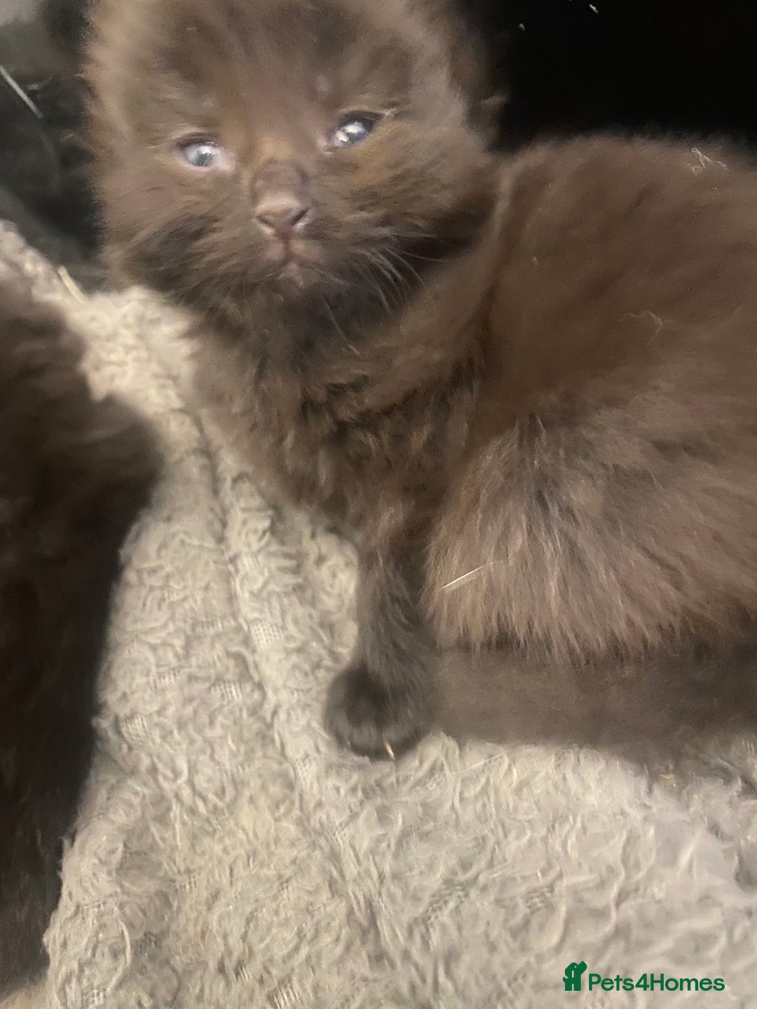 Oriental cats for sale: Kittens for sale.  - Image 4
