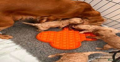 Cockapoo dogs - Advert 7