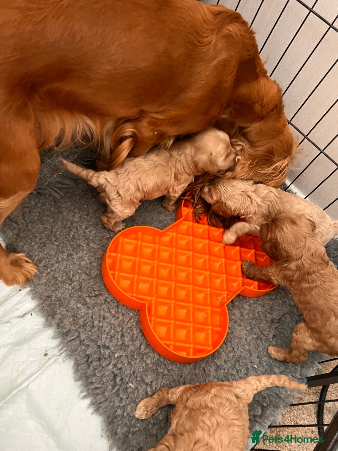 Cockapoo dogs for sale: F1 Cockapoo’s DNA Health Tested Parents - Image 10