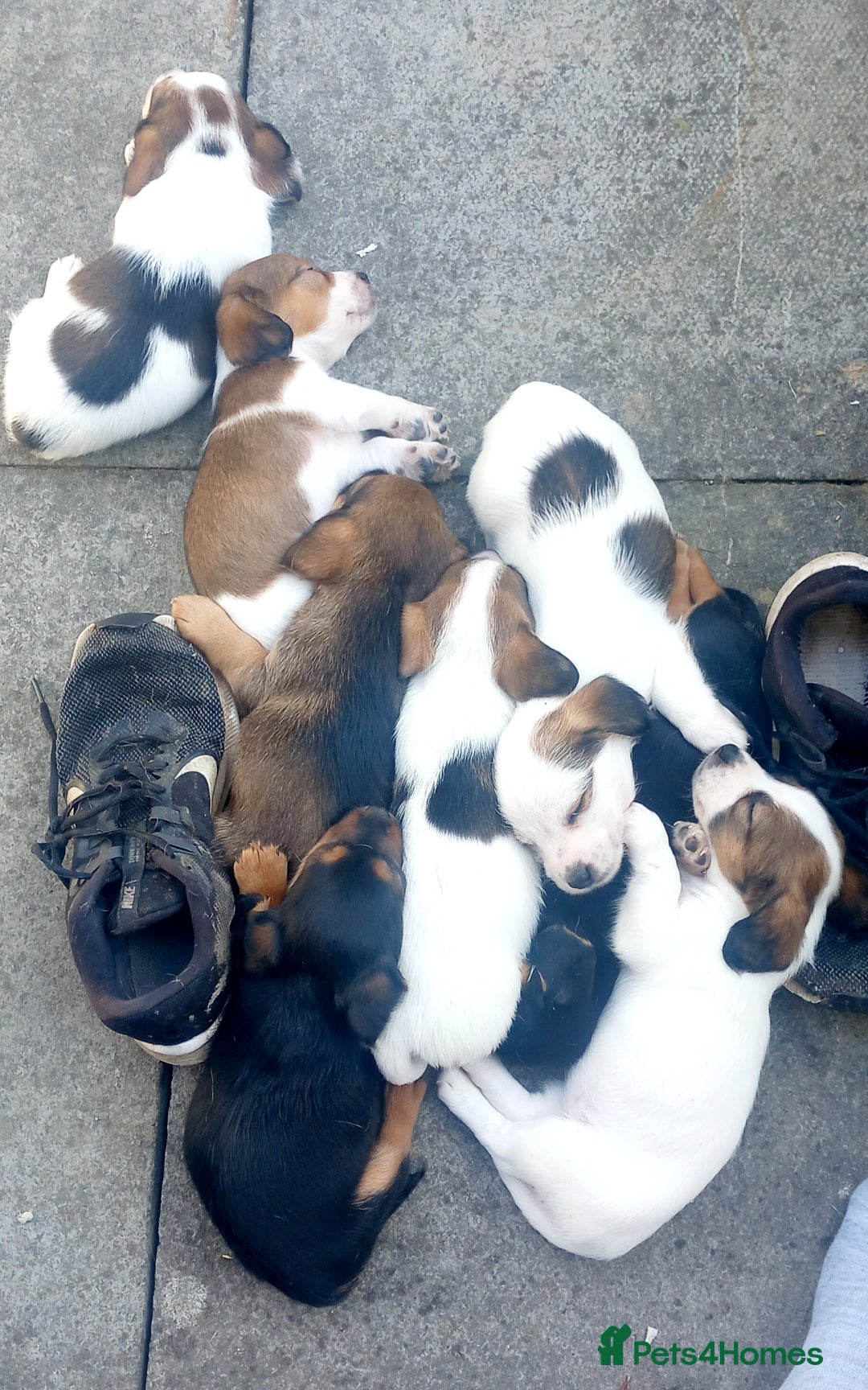 Mixed Breed dogs for sale: Jack Russel Pups in Machynlleth - Image 28