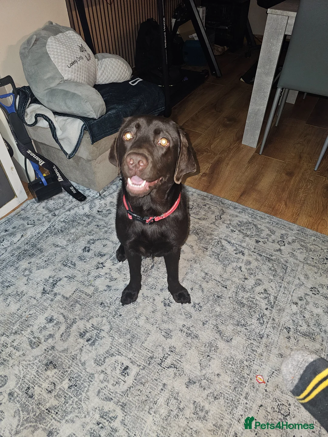 Labrador Retriever dogs for sale: Male Labrador  in Hengoed - Advert 2