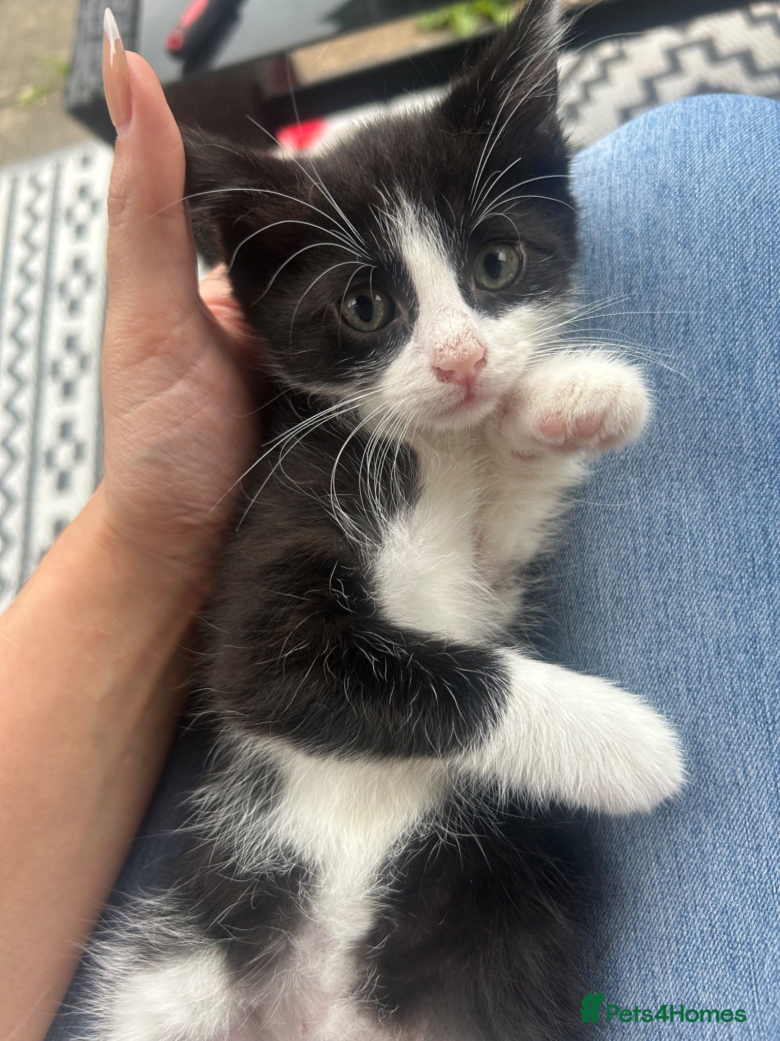 Mixed Breed cats Kittens  - Advert 11
