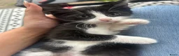 Mixed Breed cats for sale: Kittens  - Advert 1