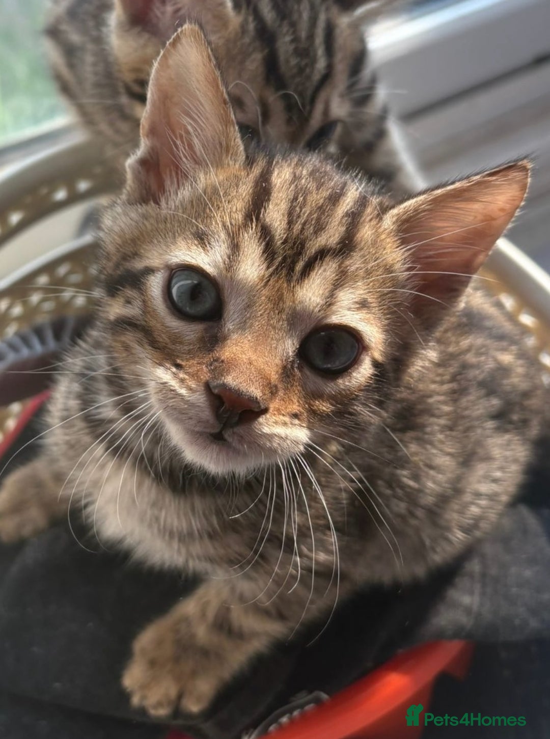 Bengal cats for sale: Black and charcoal Bengal kittens  - Image 8