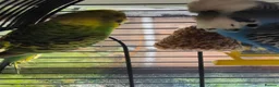 Budgerigars birds for sale: Pair of Bonded Adult Budgies  in Grantham - Advert 2