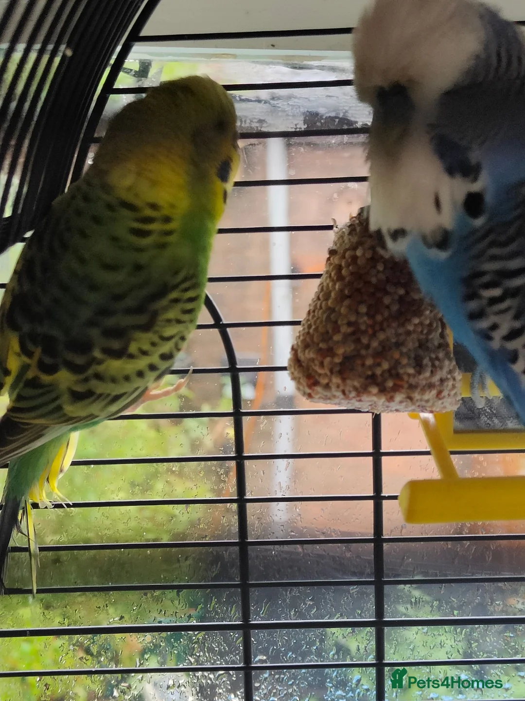 Budgerigars birds for sale: Pair of Bonded Adult Budgies  in Grantham - Advert 2