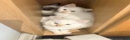 Ragamese cats for sale: Flame Point Ragamese Kittens in Accrington - Advert 3