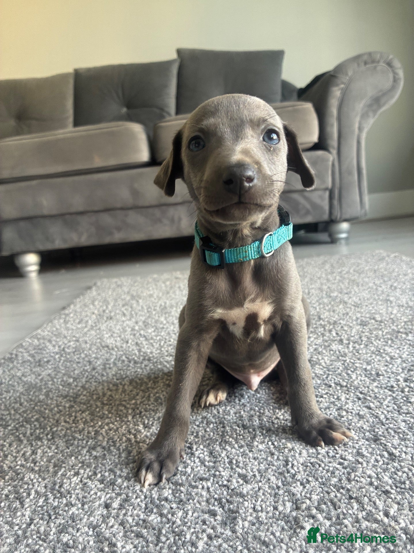 Whippet dogs Blue whippet puppies only 3 boys left 🏡💙 - Advert 8