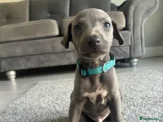 Whippet dogs Blue whippet puppies only 3 boys left 🏡💙 - Advert 8
