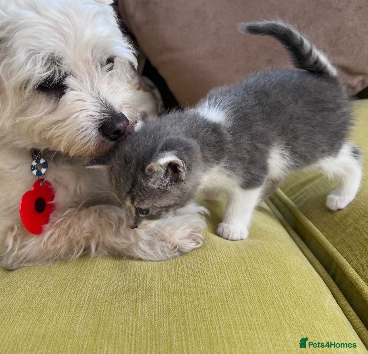 Mixed Breed cats LAYLA’S GORGEOUS LITTER OF FIVE 🐱 🐈 🐈‍⬛ 🐱 🐈  - Advert 2
