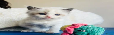 Ragdoll 4